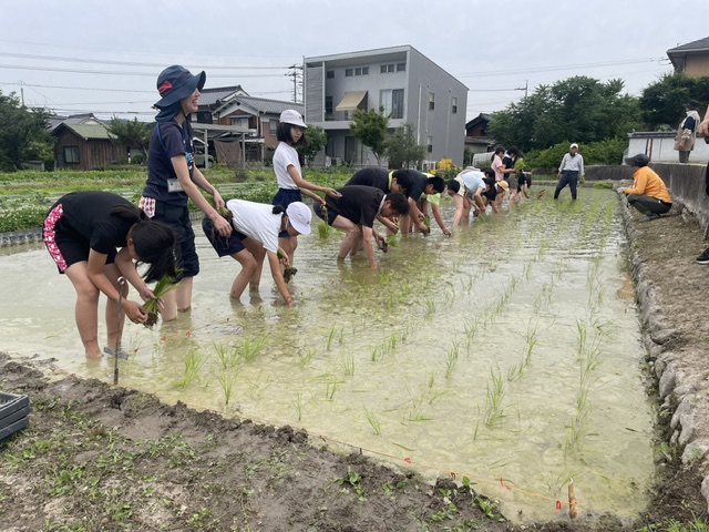 ５．６年生と田植え
