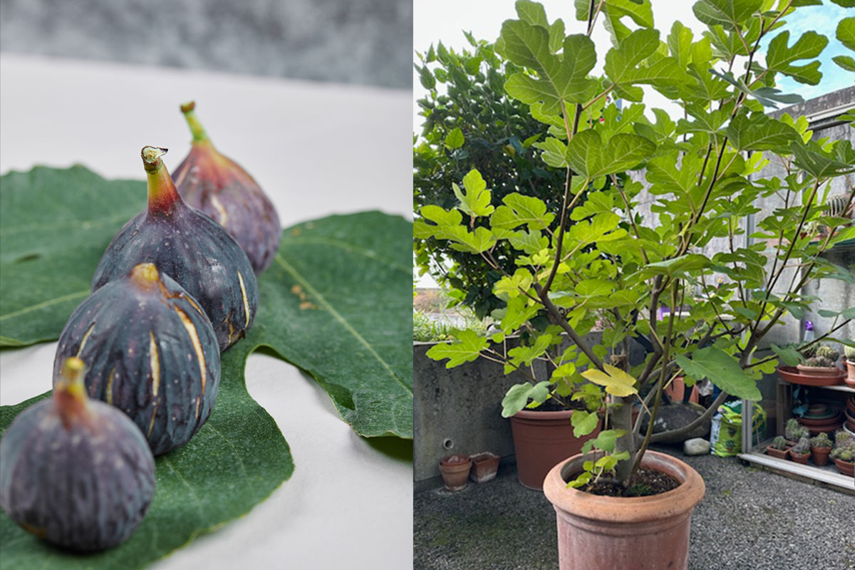 Feigenbaum zu verschenken
