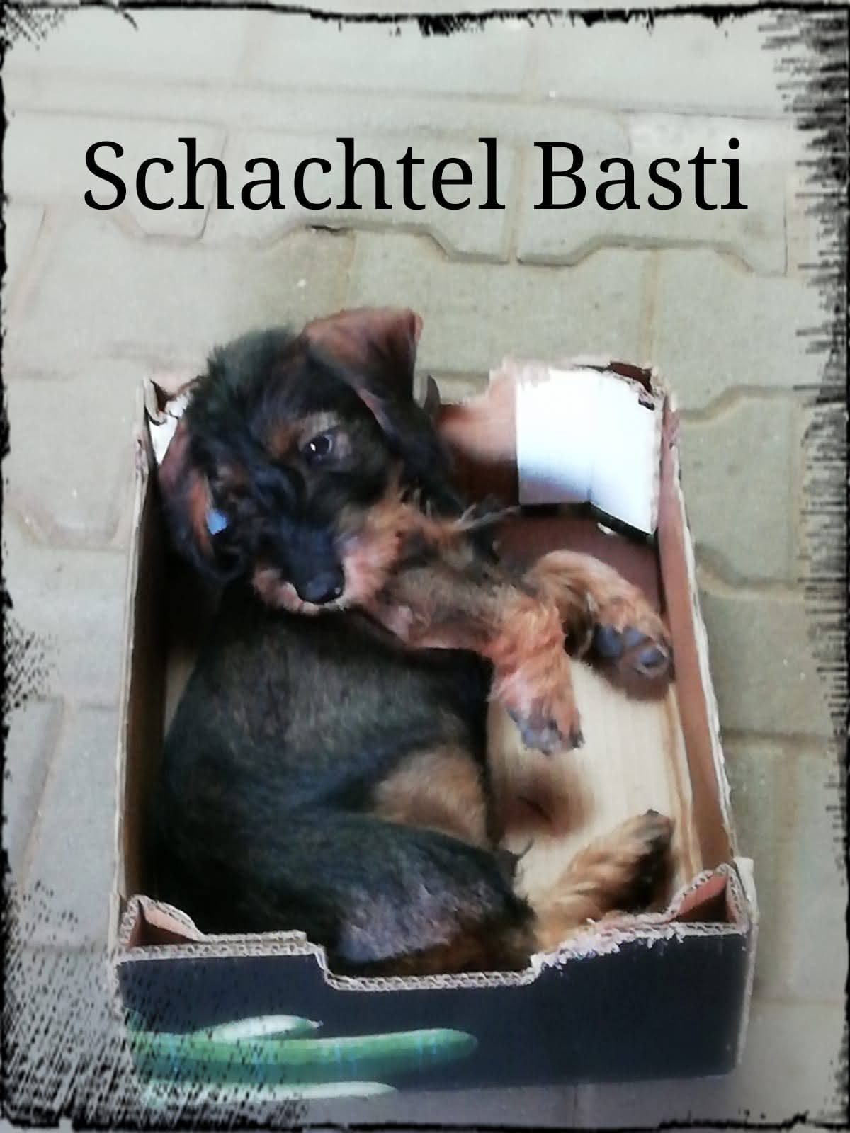 Da Basti passt sogar in eine Schachtel -- unser Schachlbasti