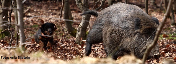 Stöberjagdprüfung mit Schwarzwild (ESw)