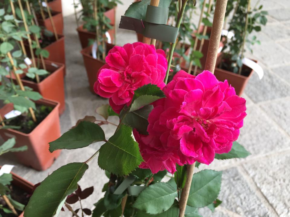 Eccoci finalmente arrivati al giorno tanto atteso...la consegna ufficiale delle rose Garden Club di Biella al Chiostro di San Sebastiano, qui a Biella.