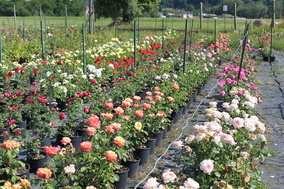 #AcquaBase Rose ok - Vivai Veimaro