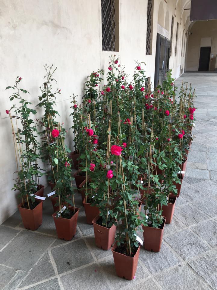 Eccoci finalmente arrivati al giorno tanto atteso...la consegna ufficiale delle rose Garden Club di Biella al Chiostro di San Sebastiano, qui a Biella.