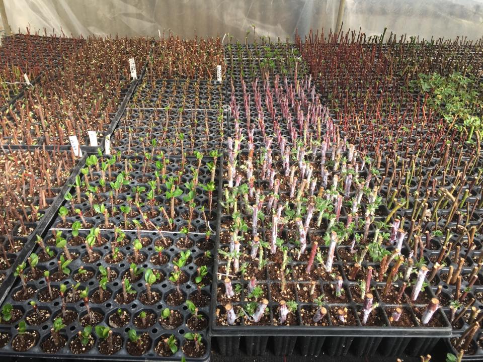 La Serra - Vivai Veimaro