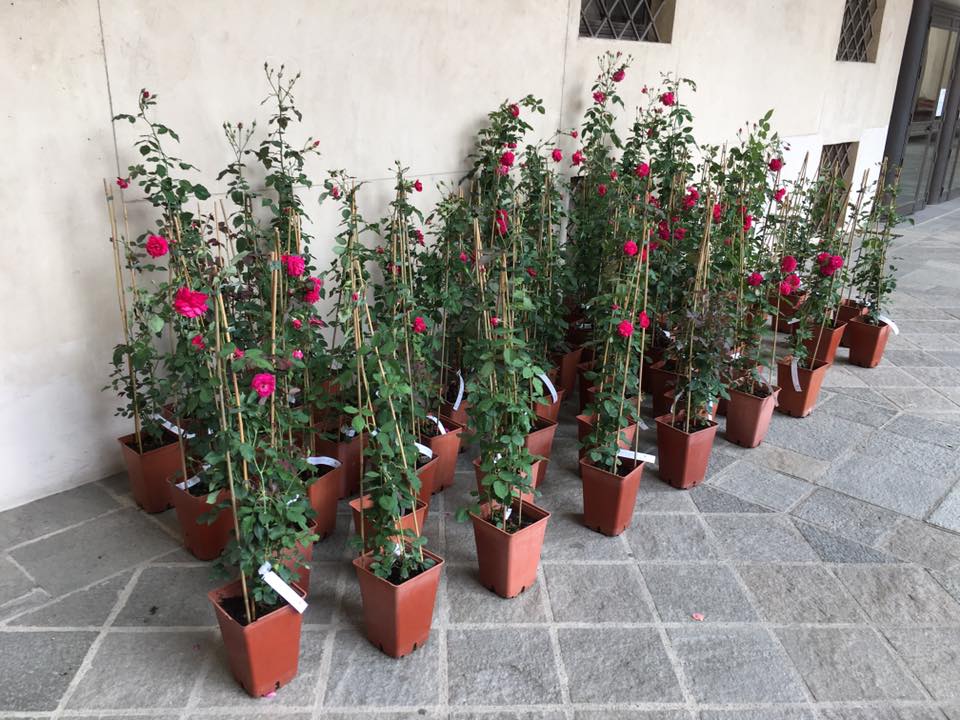 Eccoci finalmente arrivati al giorno tanto atteso...la consegna ufficiale delle rose Garden Club di Biella al Chiostro di San Sebastiano, qui a Biella.