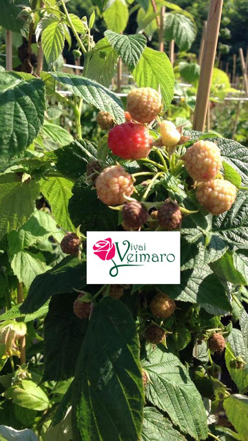 Nei Vivai Veimaro l'Amore e la Passione Per le Piante Con #AcquaBase .....