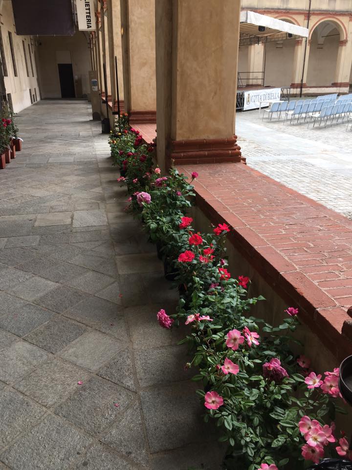 Eccoci finalmente arrivati al giorno tanto atteso...la consegna ufficiale delle rose Garden Club di Biella al Chiostro di San Sebastiano, qui a Biella.