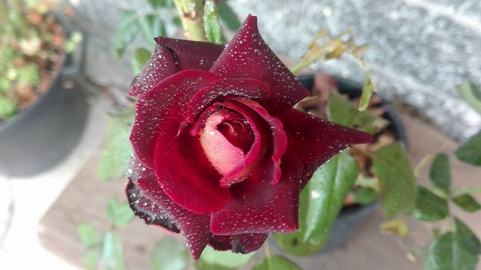 La Bellissima Rosa "Eddy Mitchell" si Gode la Sua Amata #AcquaBase
