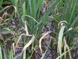 有機栽培の米作り