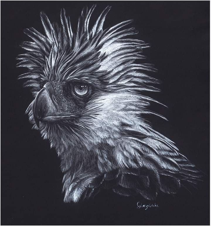 Philippine eagle with white pencil and watercolor on black paper