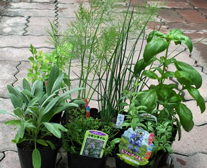 生産直売の宮子花園は、お料理やハーブティーに利用できるキッチンハーブ苗セットを販売しています。