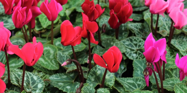 ガーデンシクラメン 花とハーブの生産直売 園芸教室 シクラメン ブラックベリー 寄せ植え 宮子花園 みやしかえん 石川県白山市 花とハーブの生産直売 園芸教室 シクラメン ブラックベリー 寄せ植え 宮子花園 みやしかえん 石川県白山市