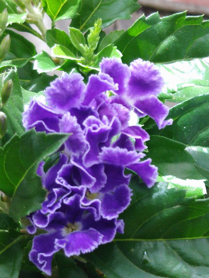 デュランタ宝塚 - 花とハーブの生産直売・園芸教室・シクラメン