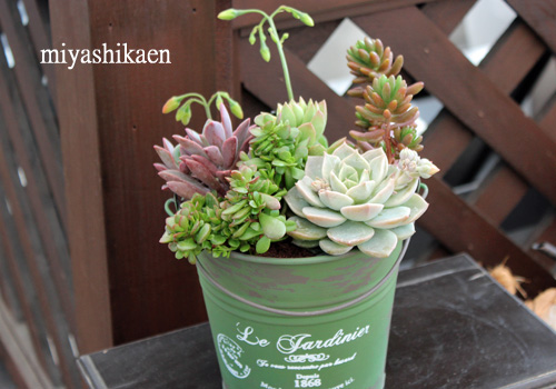 ☆多肉植物　寄せ植え〜フック付きブリキ缶寄せ植え　セット〜★ m82404965349_1.jpg?1592015161
