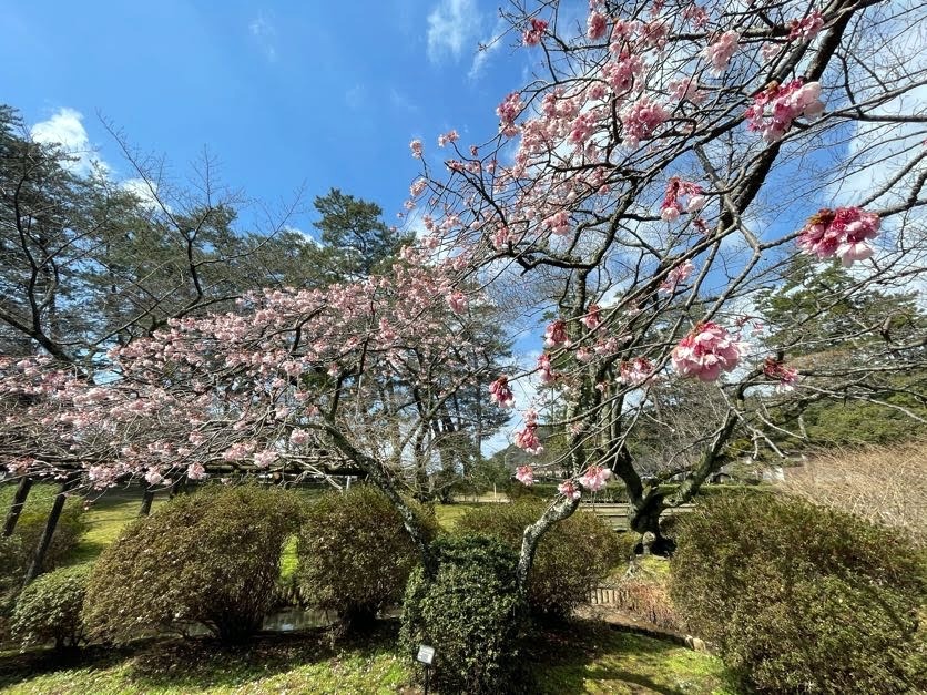 出雲大社へ続く参道の桜も少しはやかったです