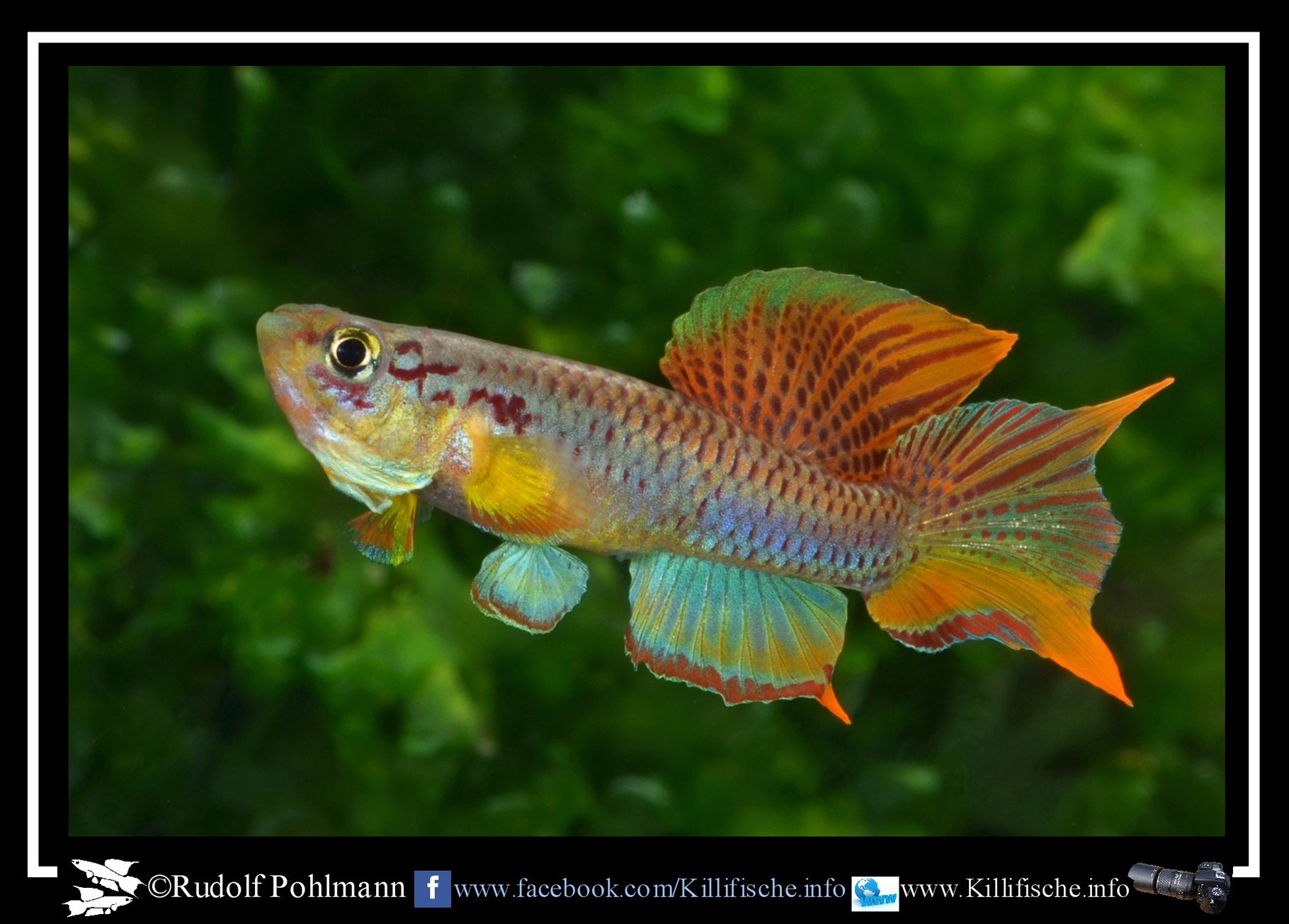 Zuchtbericht Chromaphyosemion Killifische Info