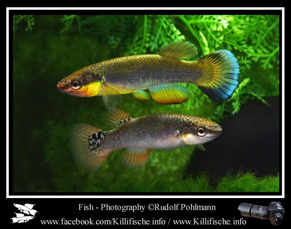 Rivulus Killifische Info