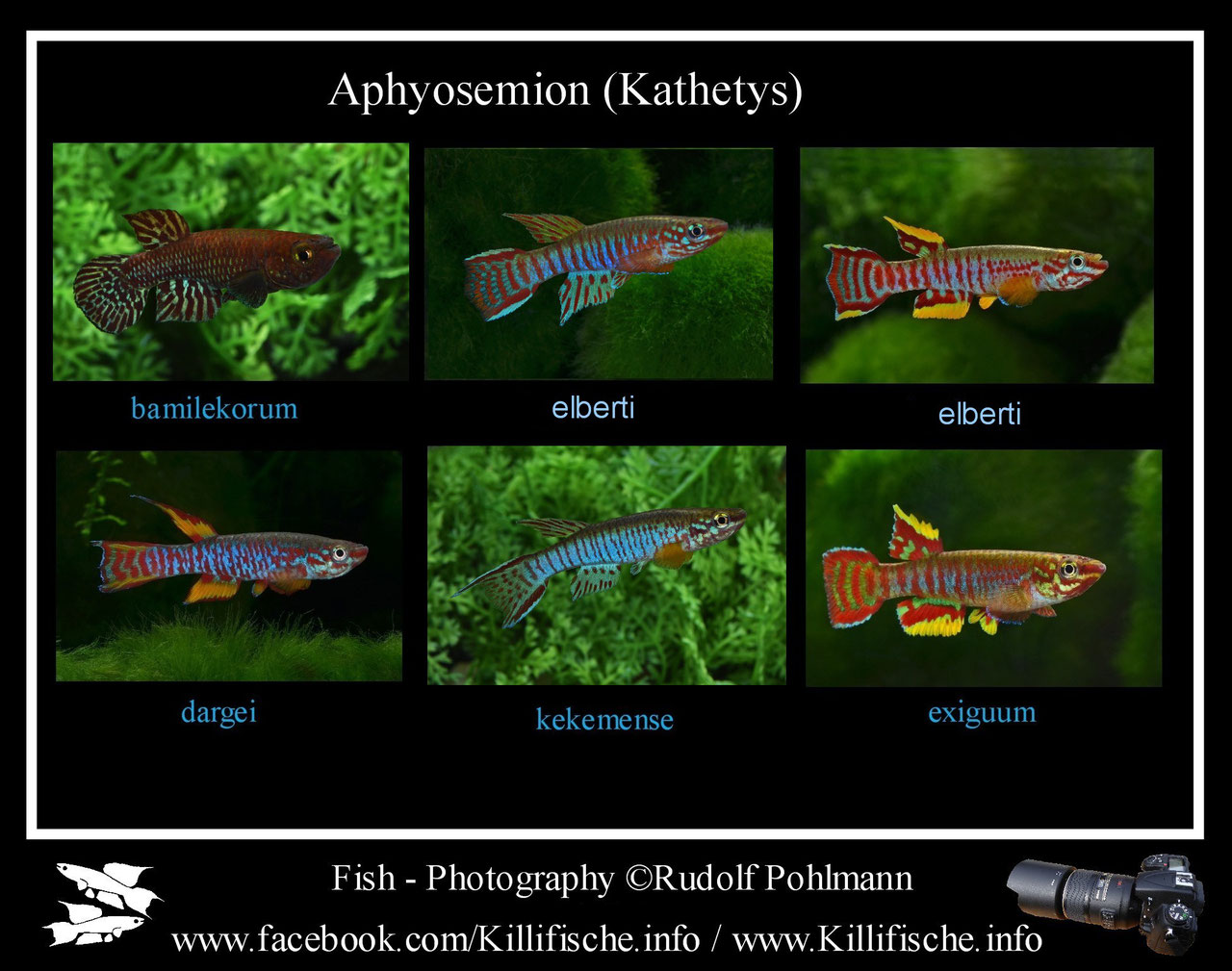 Aphyosemiongroup Killifische Info