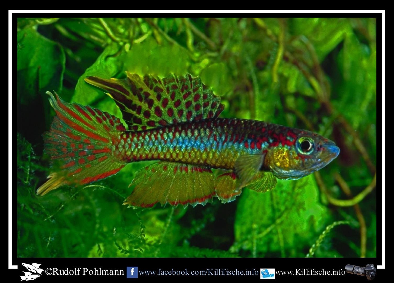 omega - Killifische Info