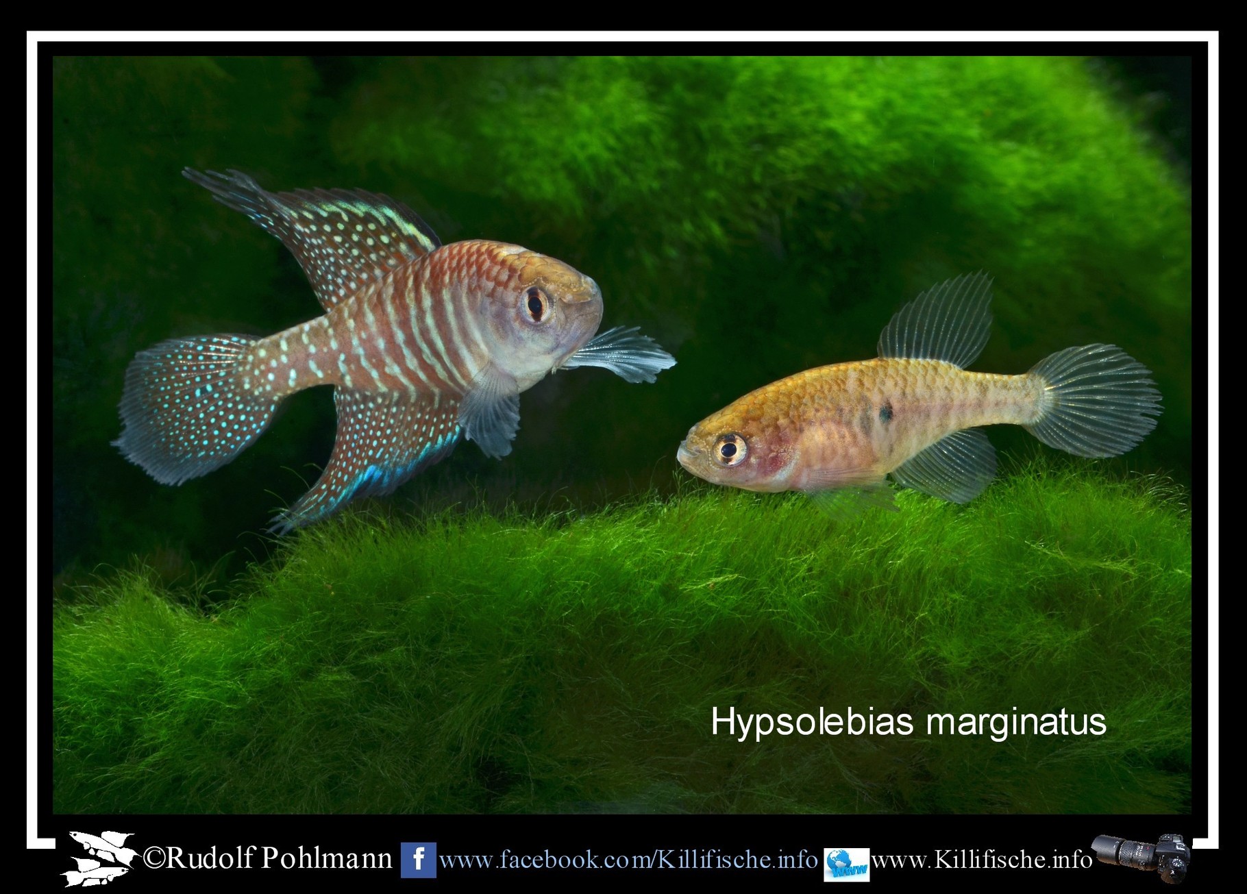 Zuchtbericht Hypsolebias Killifische Info