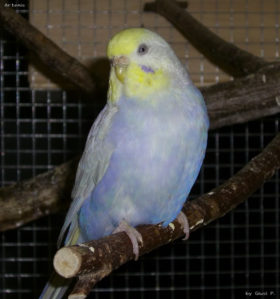 Weiss Violett Opalin Gelbgesicht