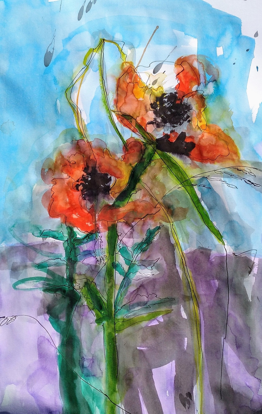 Mohn / Bild von Katrin