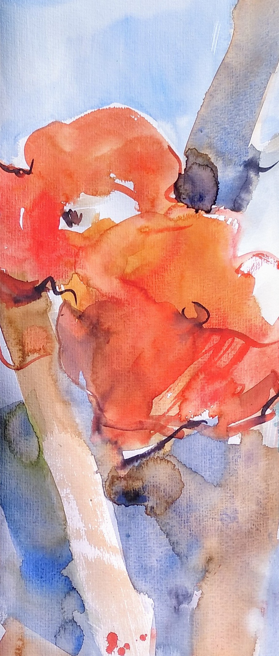 Mohn / Bild von Jens