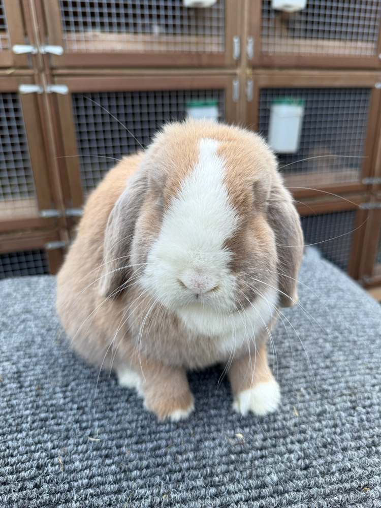 Peaches