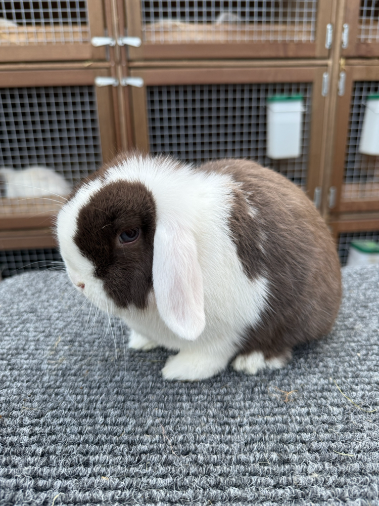 Poppy