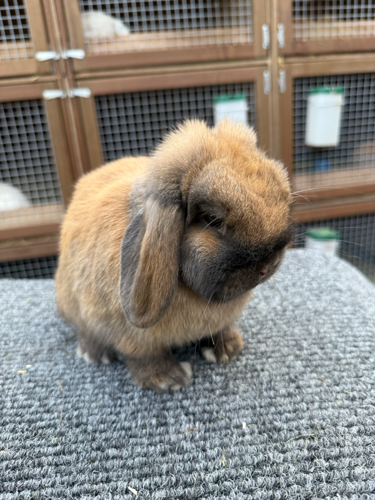 Nala