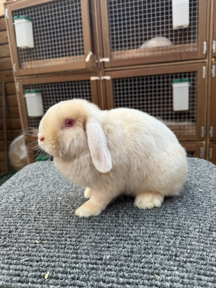 Bijou