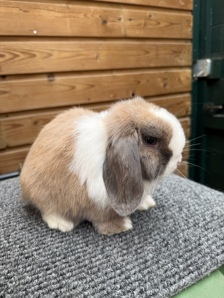 2. Blauw madagasker bont rammetje (gereserveerd)