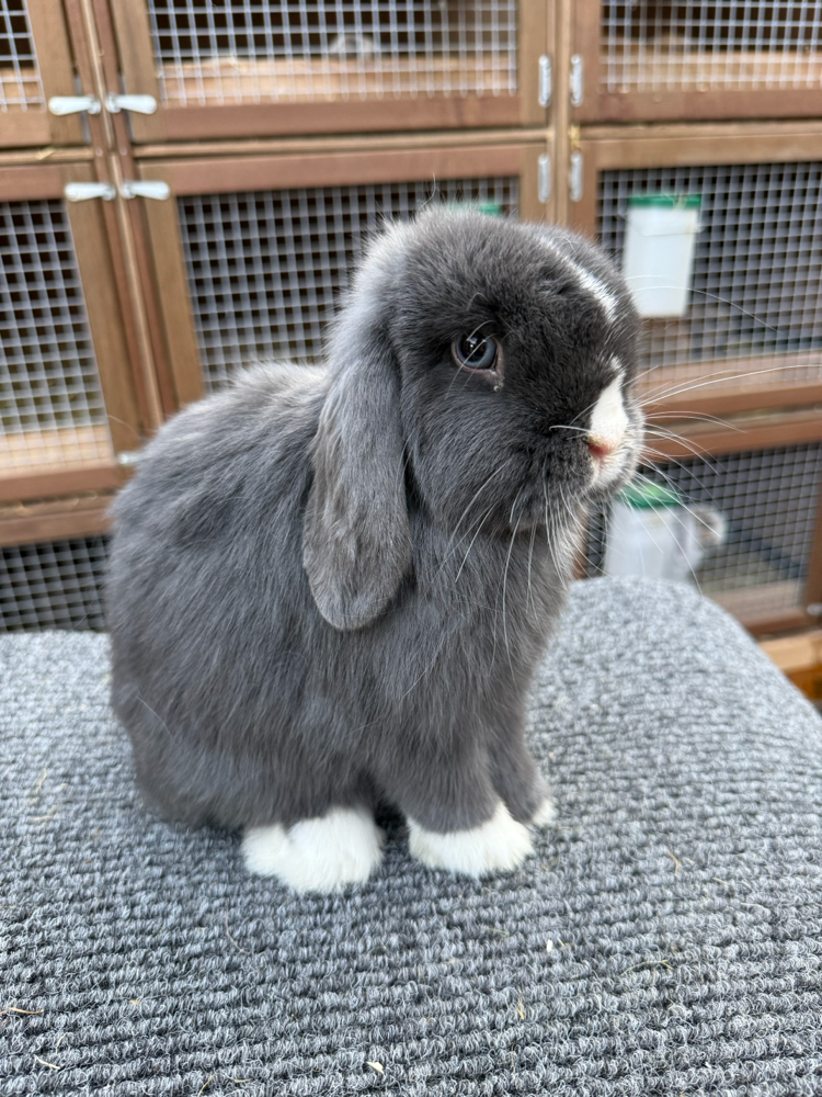 Pixel