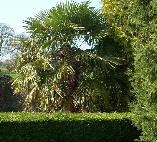 Palmier normand