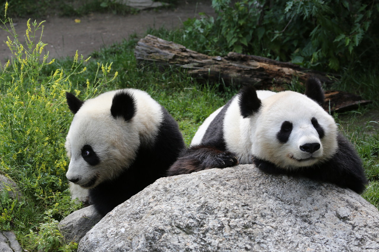 Zoos übriges Europa petersfotowelts seite!
