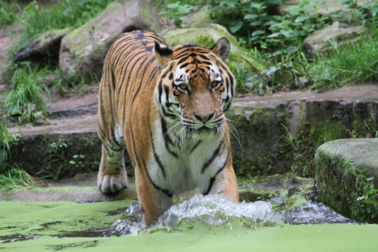 Zoos Deutschland - peters-fotowelts Webseite!