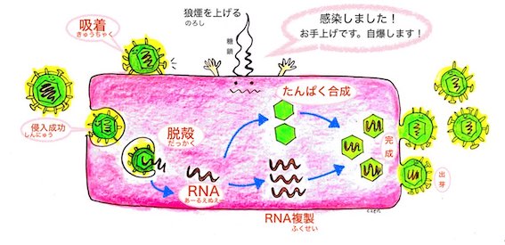 ウイルス対策② 体をアルカリに保つ？