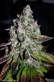 Super Lemon Haze Blüte