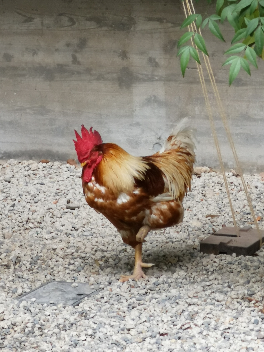 熱田神宮さまのおつかい