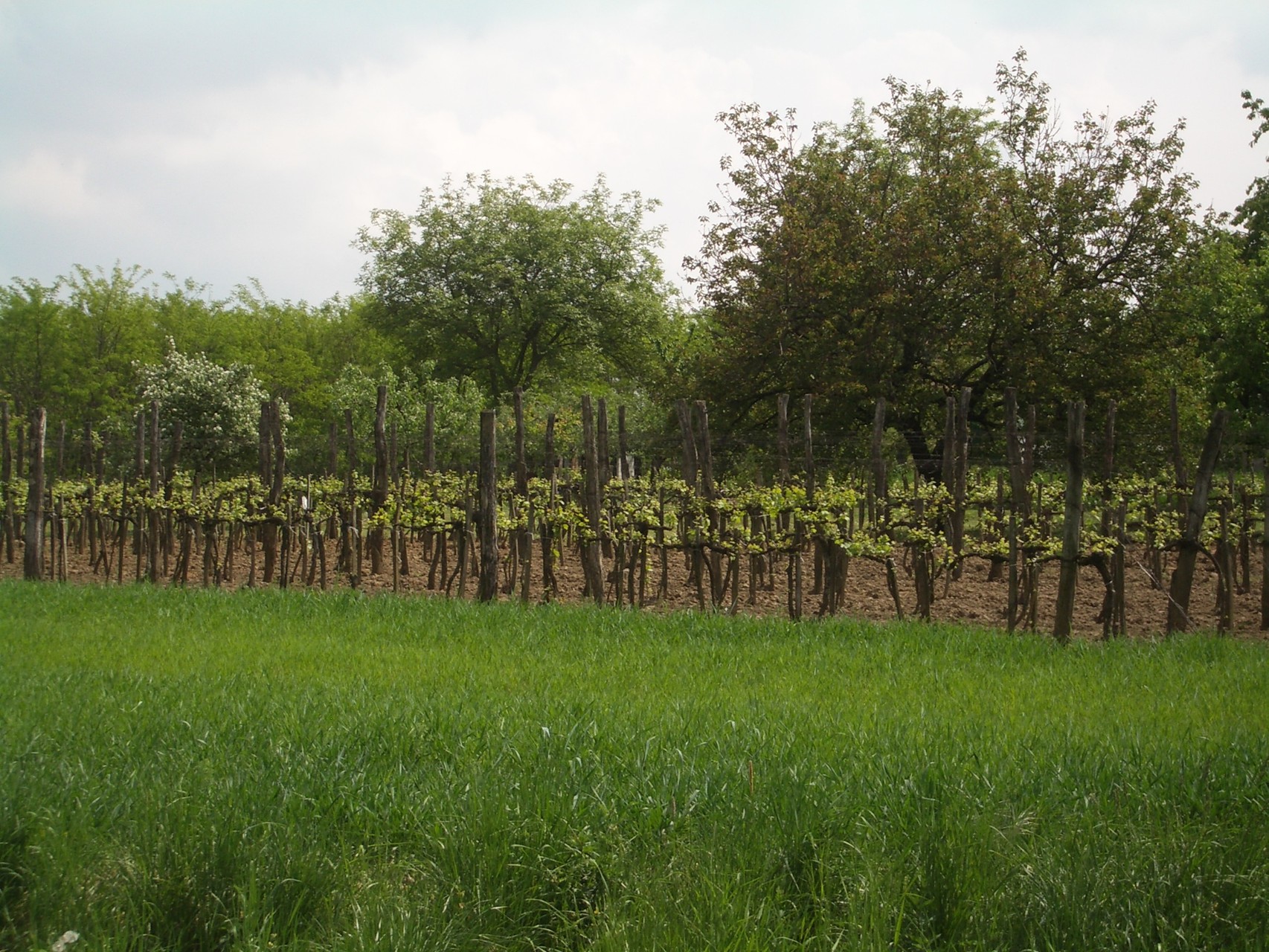 Weinberg bei Kesthely (Nachbardorf)