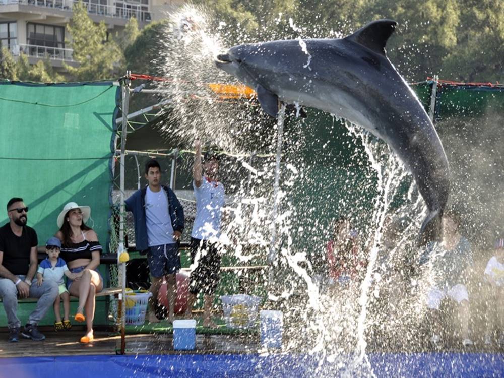 Kemer Dolphinshow