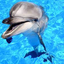 Dolphin Show Antalya | 4 Locations - Antalya, Side, Alanya, Kemer | Belek Tours