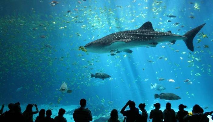 Antalya Aquarium Tour – Transfer & Admission | Belek Tours