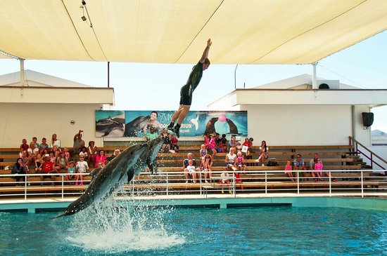 Delfinen Show in Antalya-Side-Alanya oder Kemer