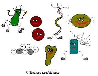 virus y bacterias