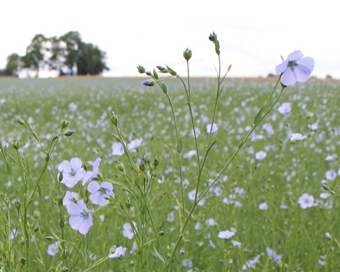 Fleurs de lin en premier plan, au fond une ferme  de type "clos masure", caractéristiques des paysages du Pays de Caux