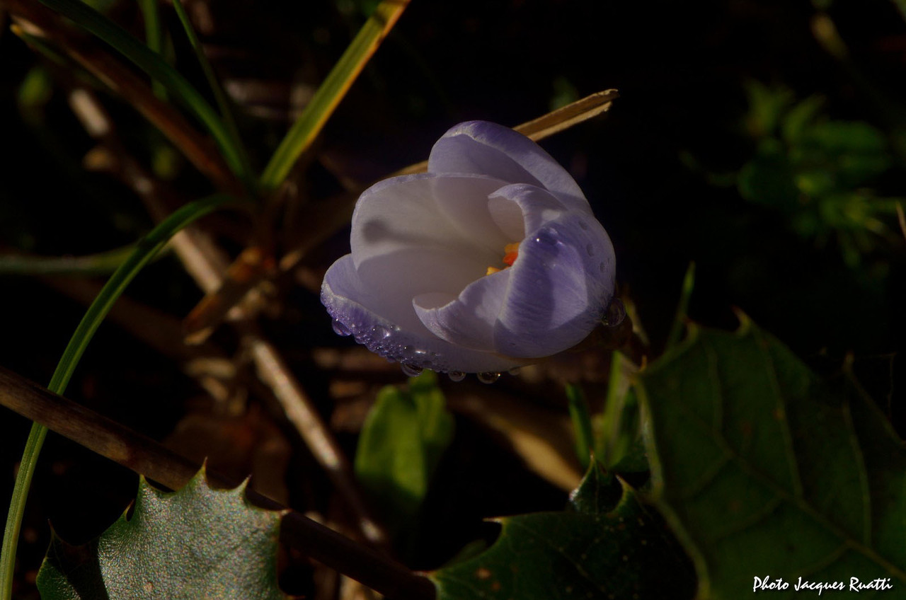 Fleur de crocus bleu