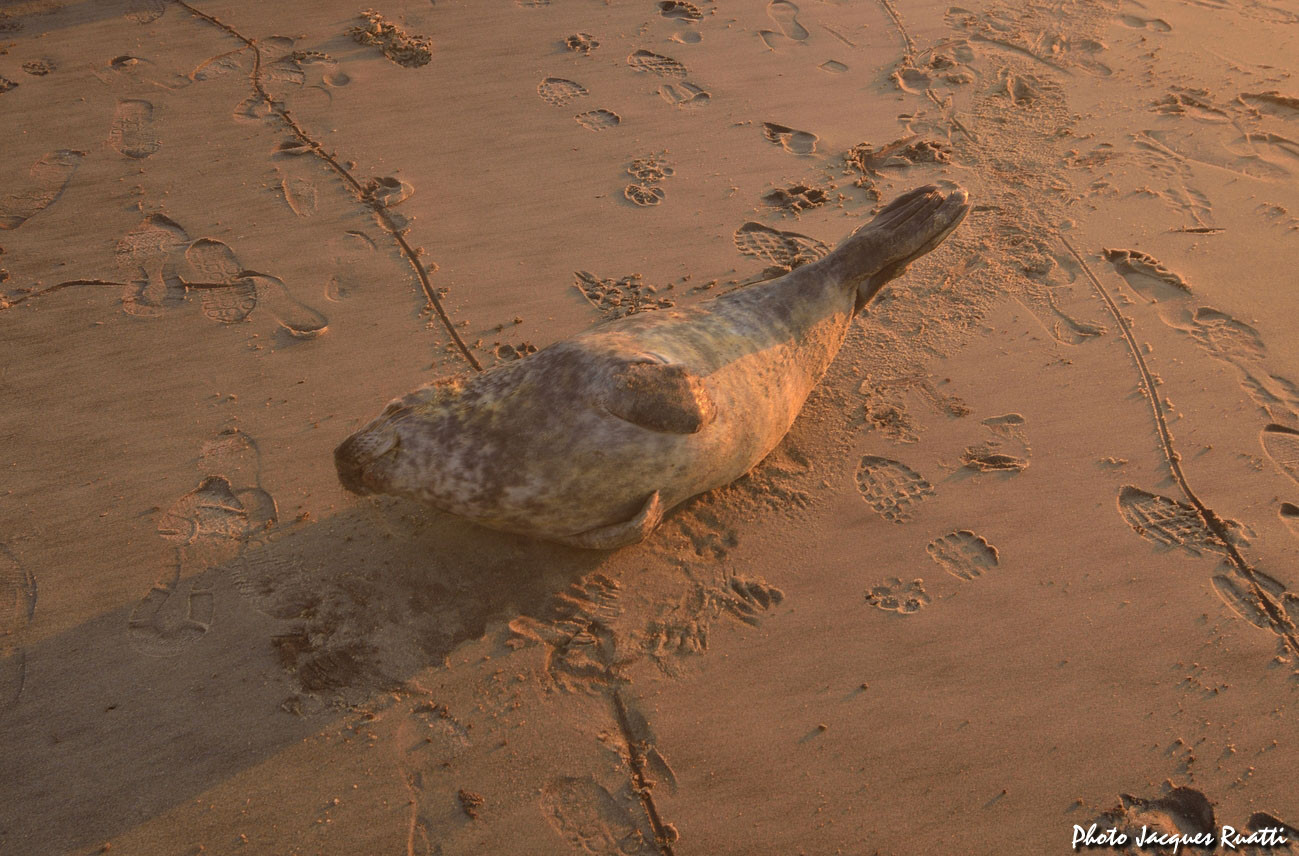 Un autre phoque arrivé à Lacanau le 6 mars. Bien nourri mais fatigué, il s'est mis au sec.