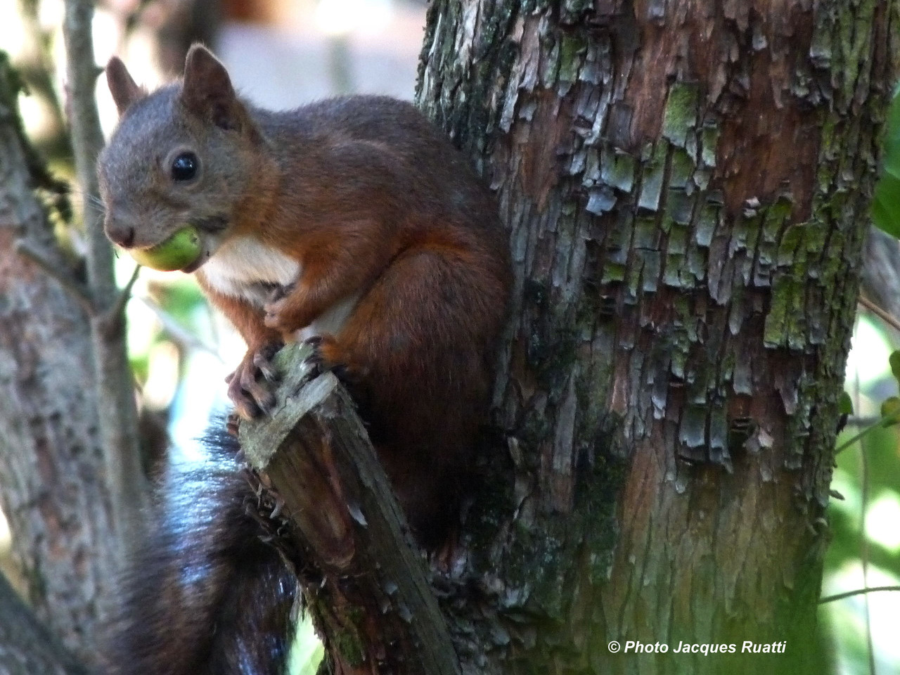 L'écureuil ne sait pas s'il va cacher ce gland ou le manger tout de suite