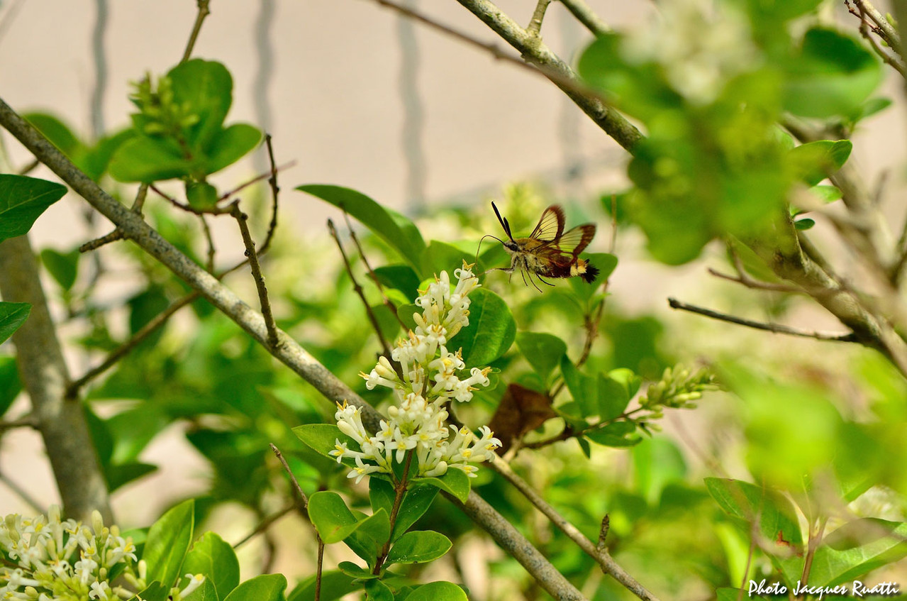 Les Insectes Sont De Retour Site De Jr7533